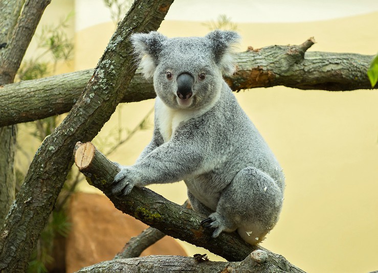 Neues Koala Männchen Eingetroffen Tiergarten Schönbrunn