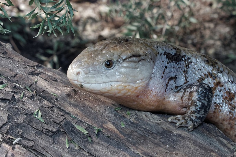 Blauzungenskink – Tiergarten Schönbrunn