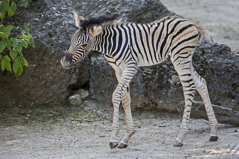 Franz Wunsch Tiergarten Schönbrunn