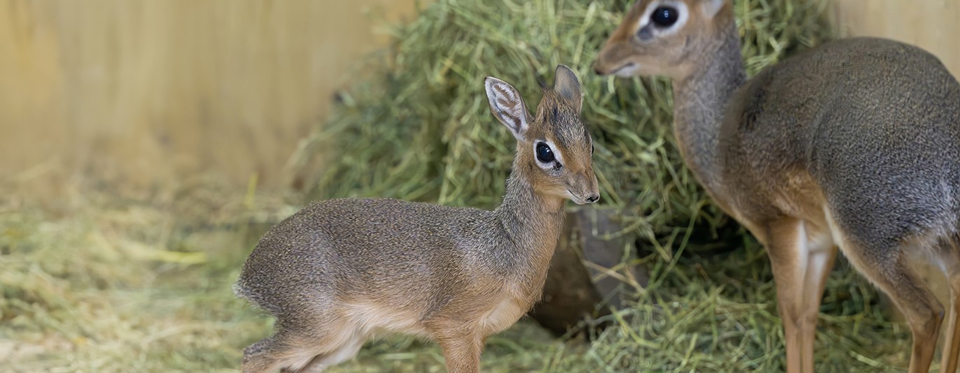 Foto für: Kleine Antilopen, große Neuigkeiten