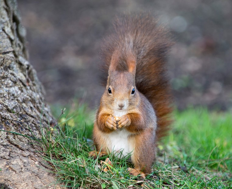 Wild small mammals and bats at the zoo – Vienna Zoo