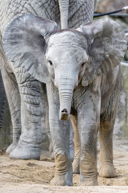 Afrikanischer Elefant – Tiergarten Schönbrunn