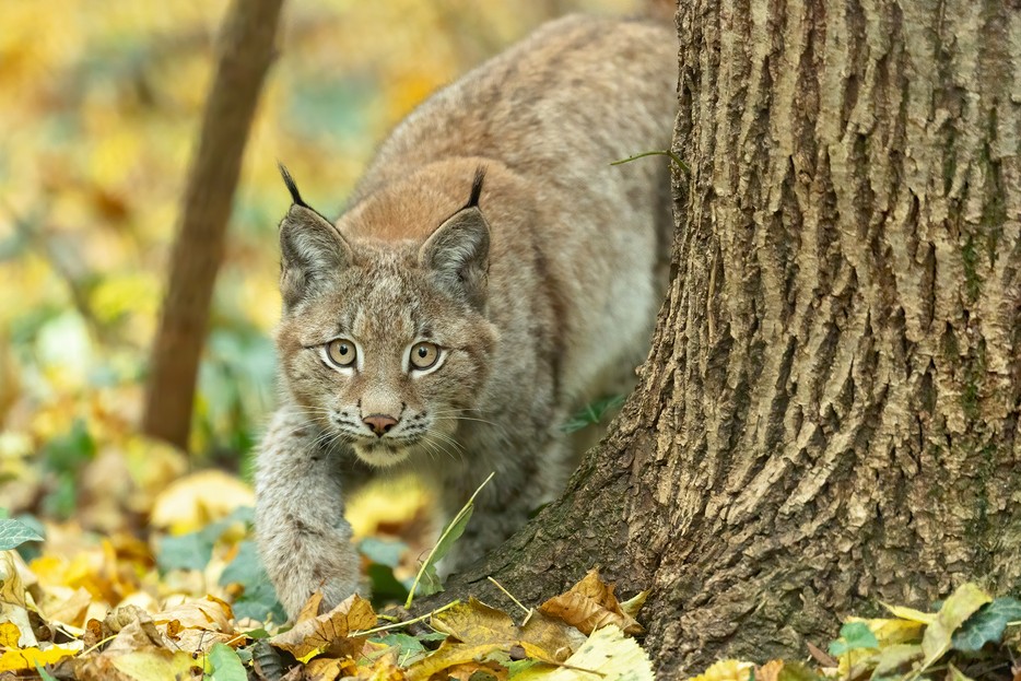 Eurasischer Luchs Tiergarten Schonbrunn