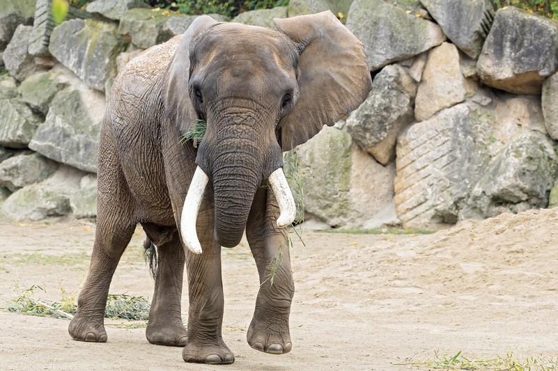 Afrikanischer Elefant – Tiergarten Schönbrunn