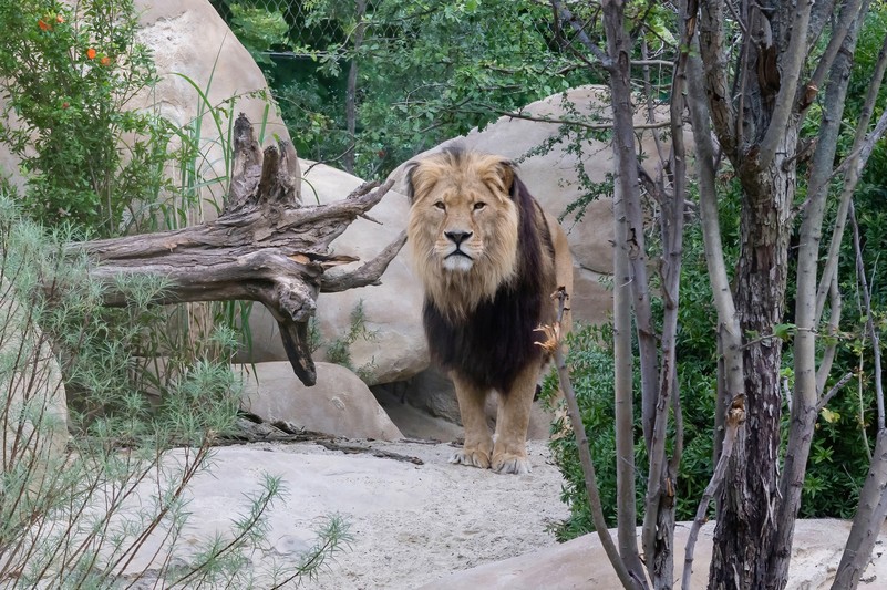 Alfred wiedholtz schönbrunn discount zoo tiere loewe