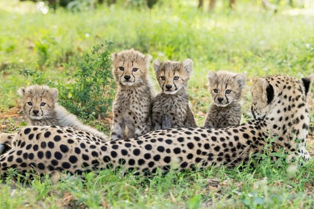 Namen Fur Geparden Jungtiere Gesucht Tiergarten Schonbrunn