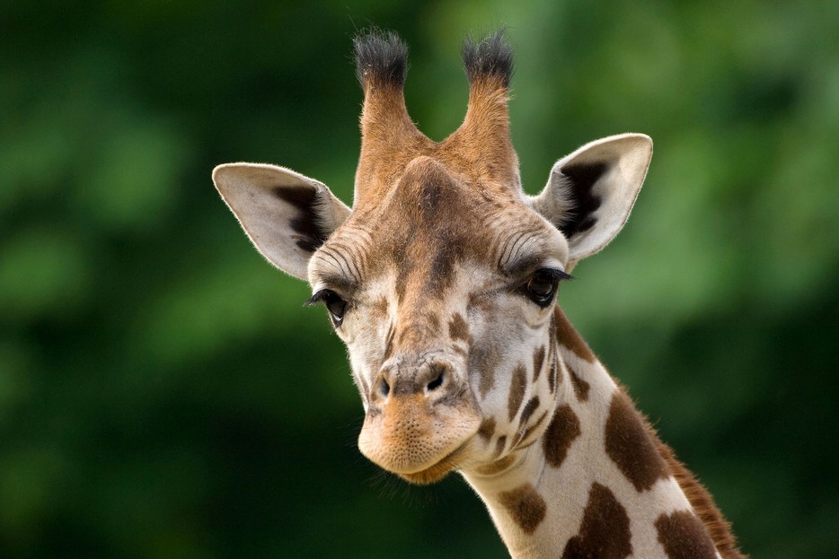 Neues Zuhause für die Giraffen im Tiergarten Schönbrunn – Tiergarten