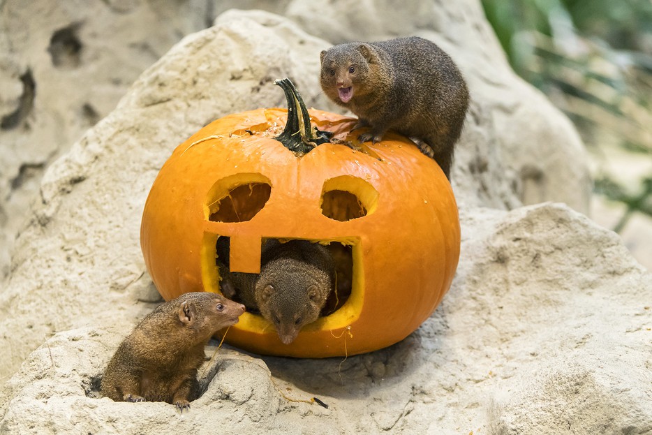 Halloween Im Zoo – Tiergarten Schönbrunn