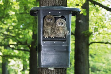 Foto für: Nisthilfen im Tierreich