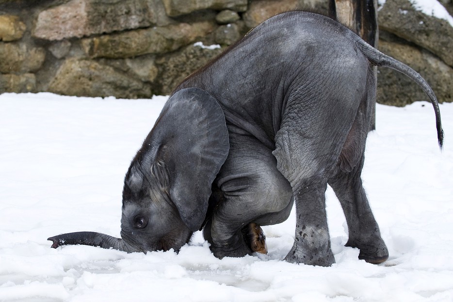 Zootiere sind winterfit – Tiergarten Schönbrunn