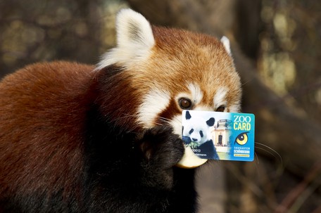 Zoocard Tiergarten Schonbrunn