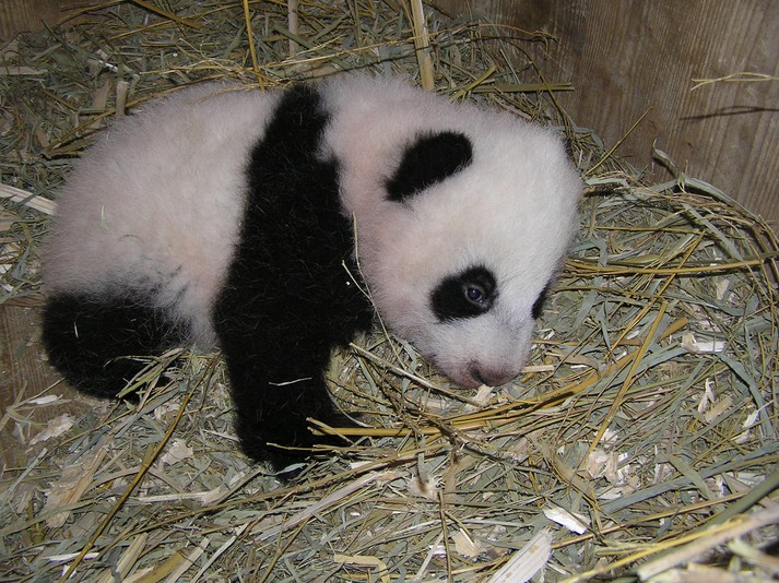 Gemeinsam für den Artenschutz des Roten Pandas einsetzen!