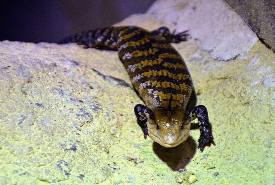 Blauzungenskink – Tiergarten Schönbrunn