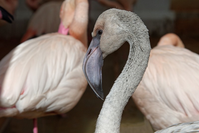 Rosa Flamingo – Tiergarten Schönbrunn