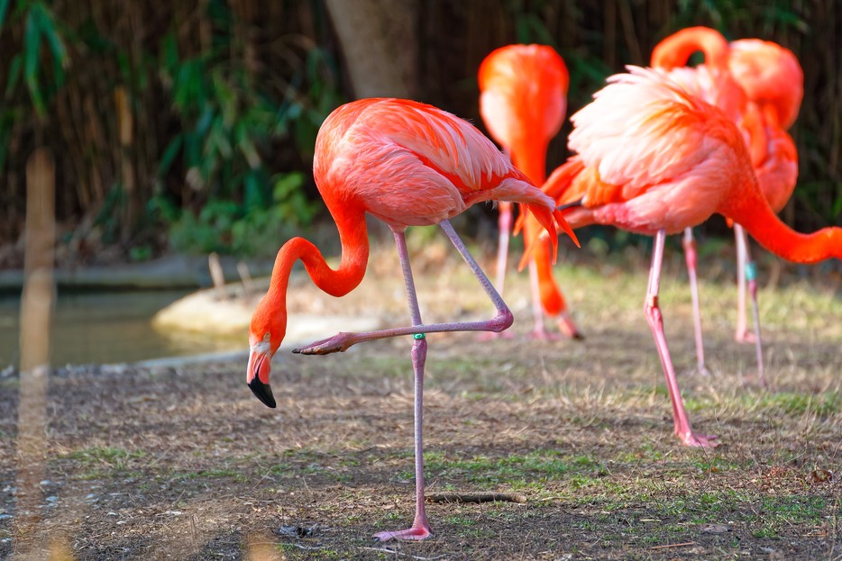 Roter Flamingo - Tiergarten Schönbrunn