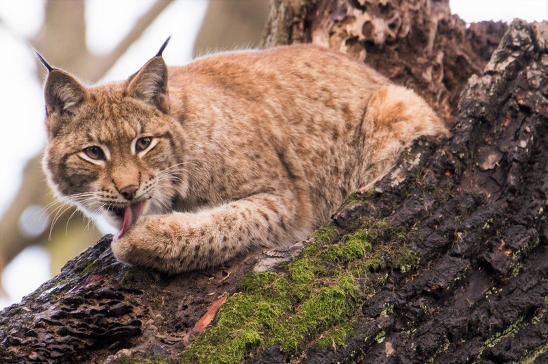 Eurasischer Luchs – Tiergarten Schönbrunn