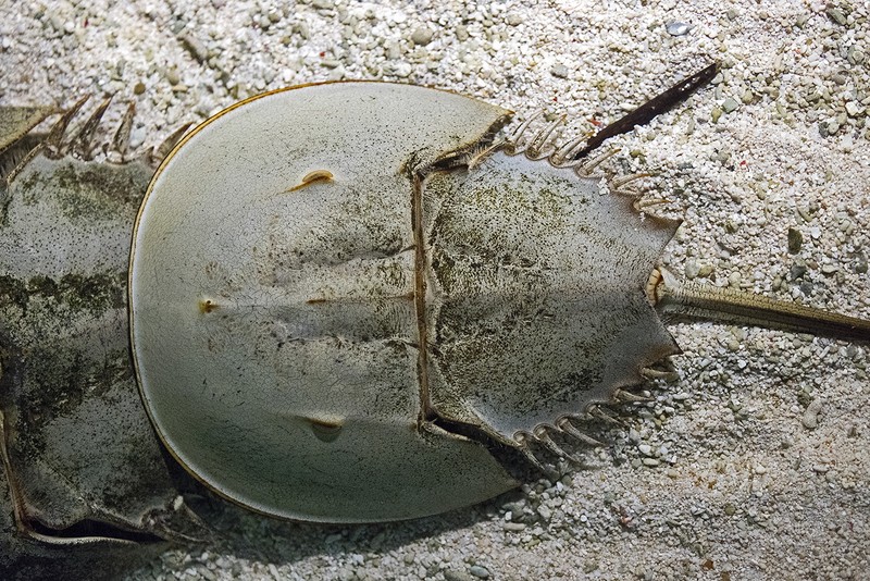 Atlantischer Pfeilschwanzkrebs Tiergarten Schonbrunn