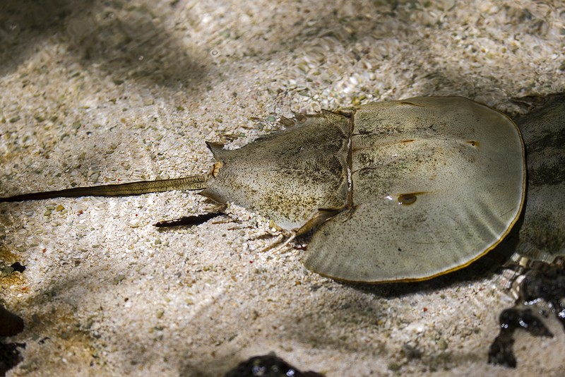 Atlantischer Pfeilschwanzkrebs Tiergarten Schonbrunn