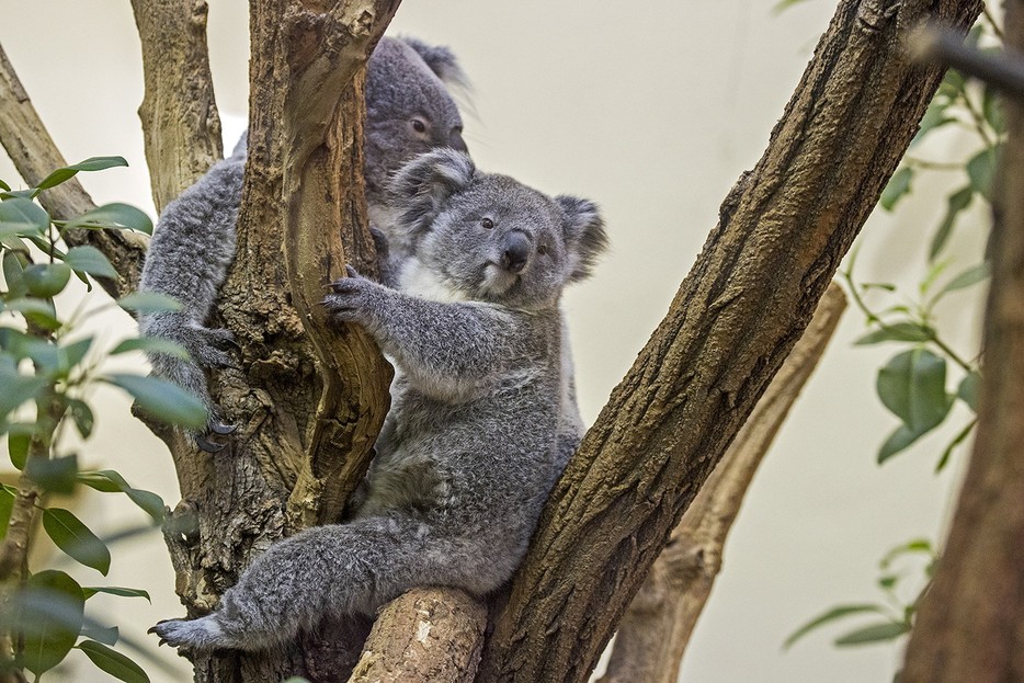 Koala Tiergarten Schönbrunn