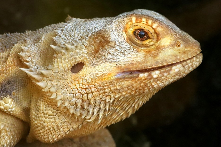 Bartagame – Tiergarten Schönbrunn