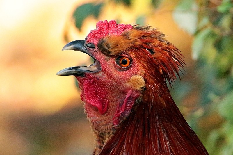 Sulmtaler Huhn – Tiergarten Schönbrunn