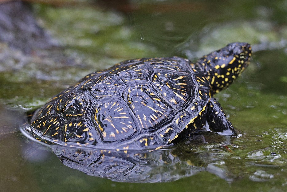 Pond turtle species protection project – Vienna Zoo