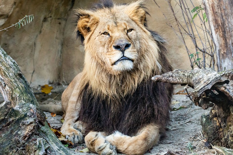 Alfred wiedholtz schönbrunn discount zoo tiere loewe