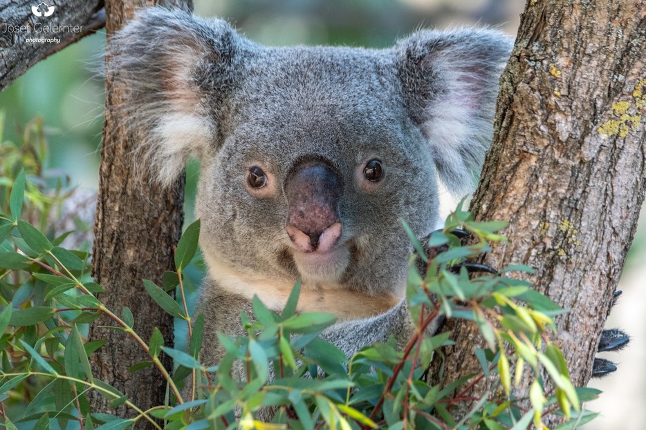 Koala Tiergarten Schönbrunn