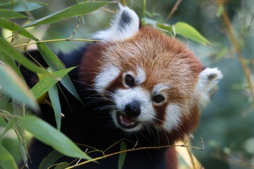 Foto für: Red Panda Day