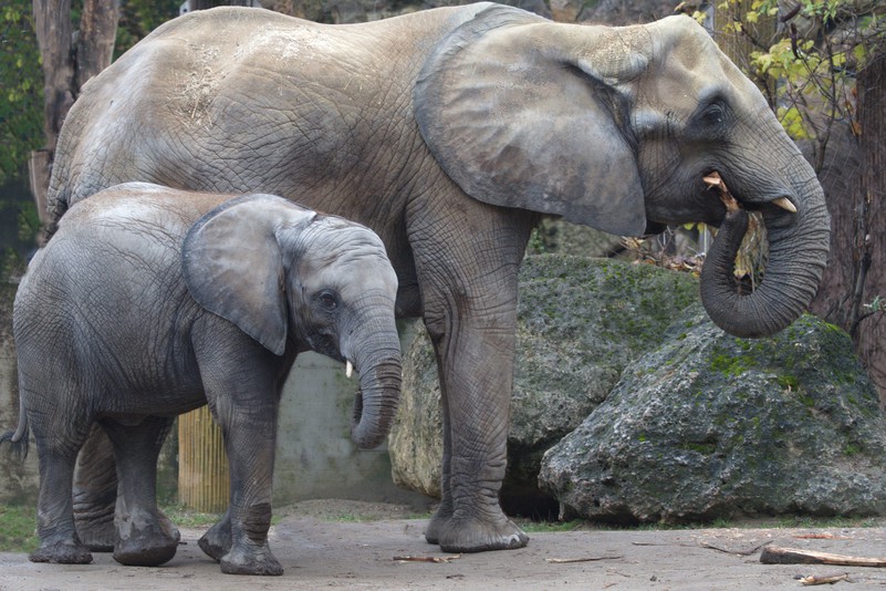 Afrikanischer Elefant – Tiergarten Schönbrunn