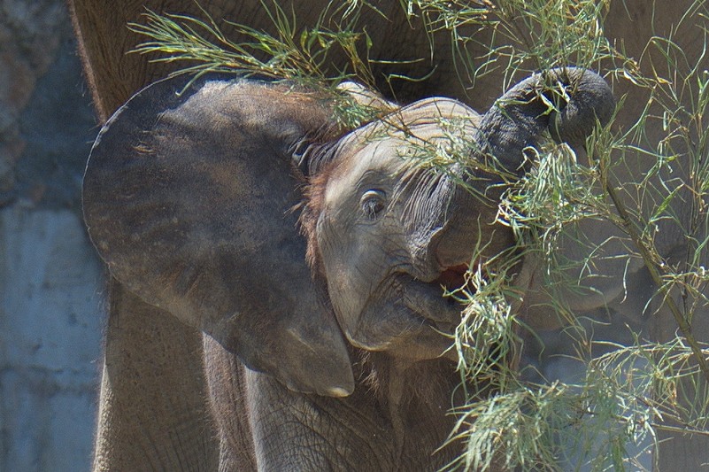 Afrikanischer Elefant – Tiergarten Schönbrunn