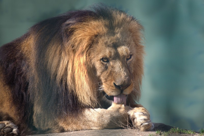 Lowe Tiergarten Schonbrunn