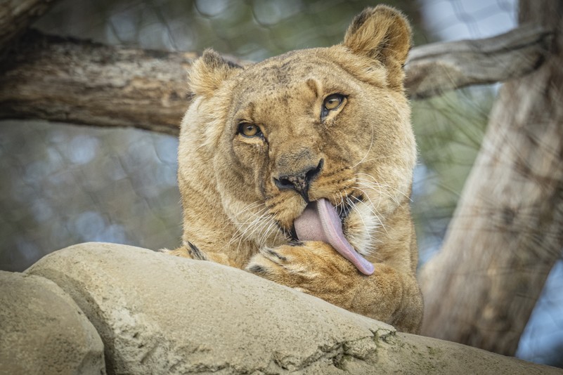 Alfred wiedholtz schönbrunn discount zoo tiere loewe