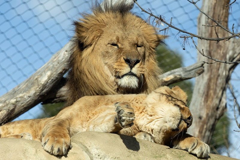 Wiedholz schönbrunn discount zoo tiere loewe