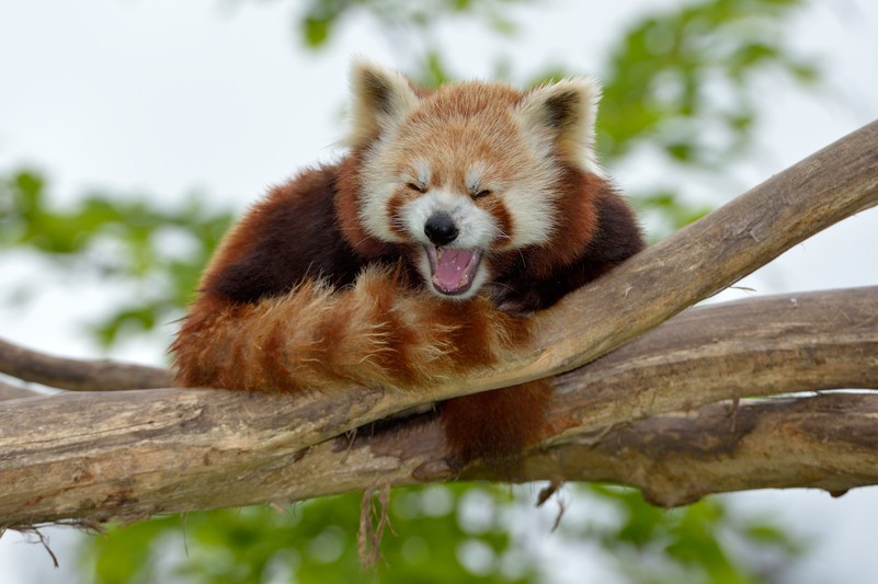 Roter Panda  Süße tiere, Süße tiere bilder, Kleiner panda