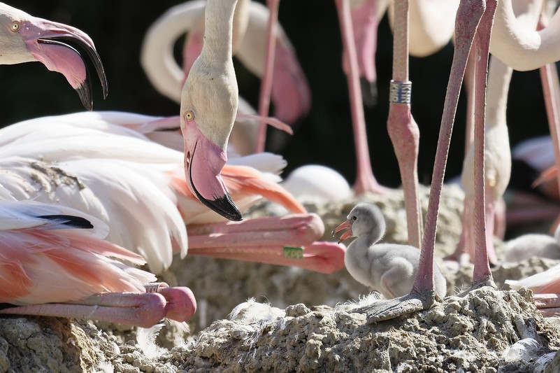 Fünf Flamingo-Küken geschlüpft I Tiergarten Schönbrunn 