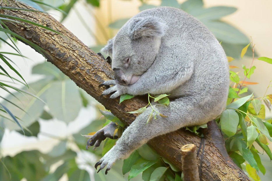 Koala Tiergarten Schönbrunn