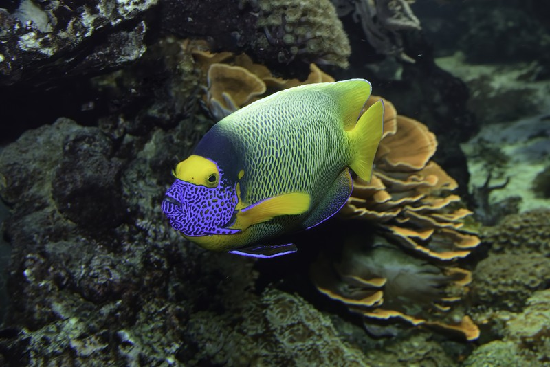 Blaukopf Kaiserfisch Tiergarten Schonbrunn