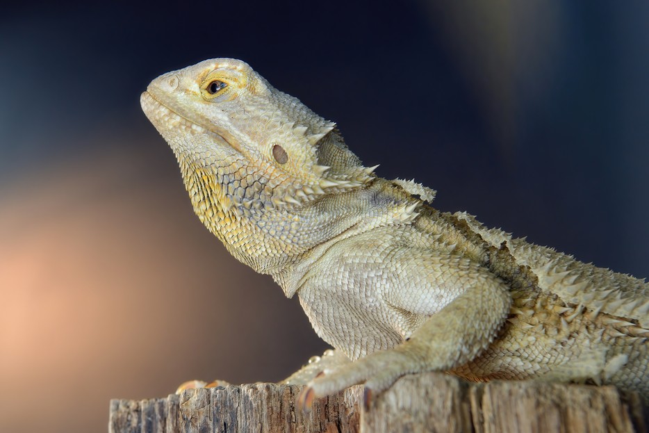 Bartagame – Tiergarten Schönbrunn