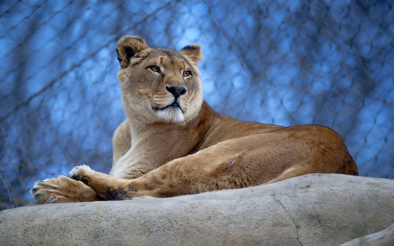 Wiedholz schönbrunn discount zoo tiere loewe