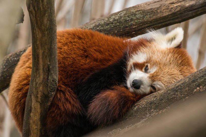 Roter Panda Tiergarten Schonbrunn