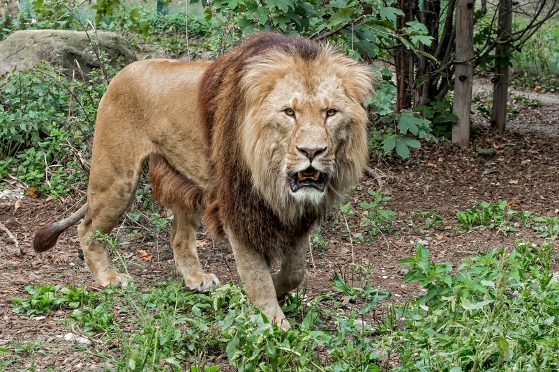 Lowe Tiergarten Schonbrunn