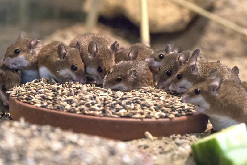 Afrikanische Zwergmaus – Tiergarten Schönbrunn