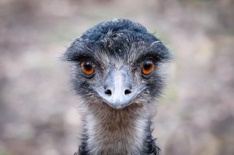 Emu Tiergarten Schonbrunn