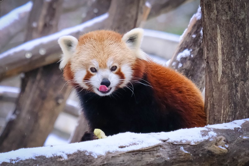 Roter Panda Tiergarten Schonbrunn