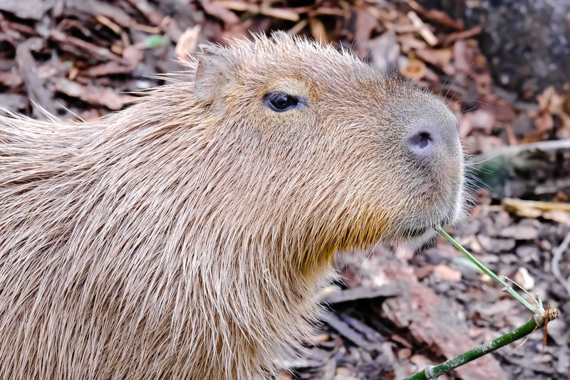 Capybara Zuchter Deutschland