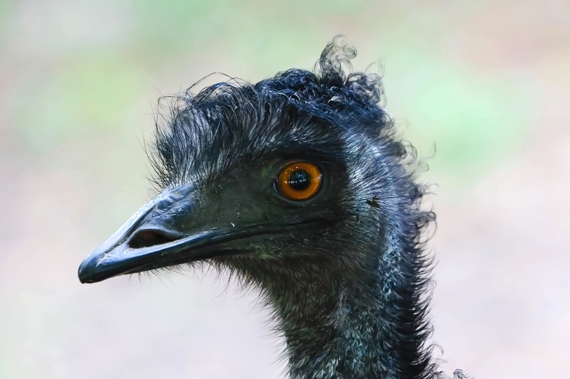 Emu Tiergarten Schonbrunn