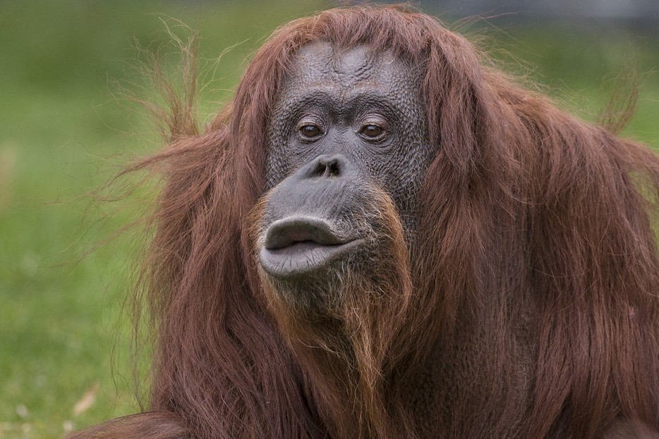  Orang Utan  Tiergarten Sch nbrunn