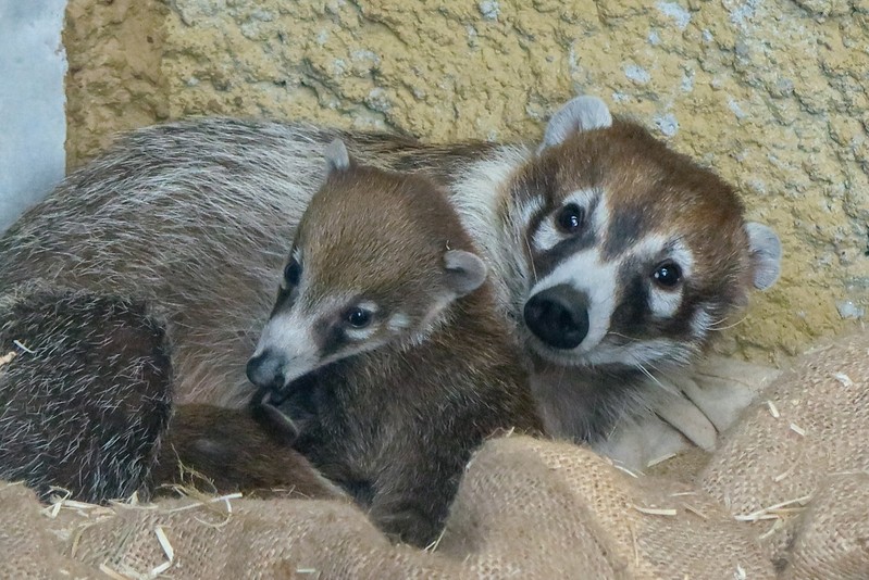 Weissrussel Nasenbar Tiergarten Schonbrunn