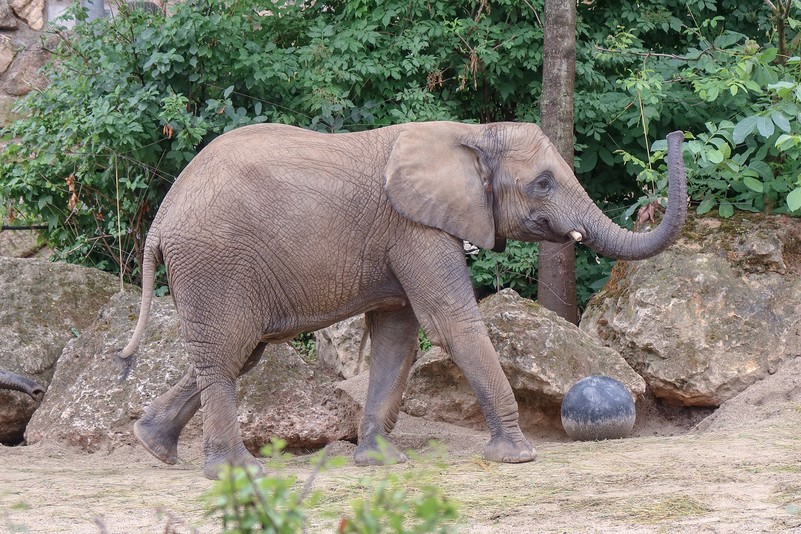 Afrikanischer Elefant – Tiergarten Schönbrunn